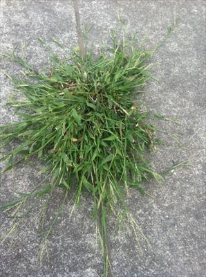 Crabgrass